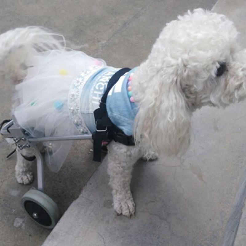 Awesome Pet Recovery Wheelchair