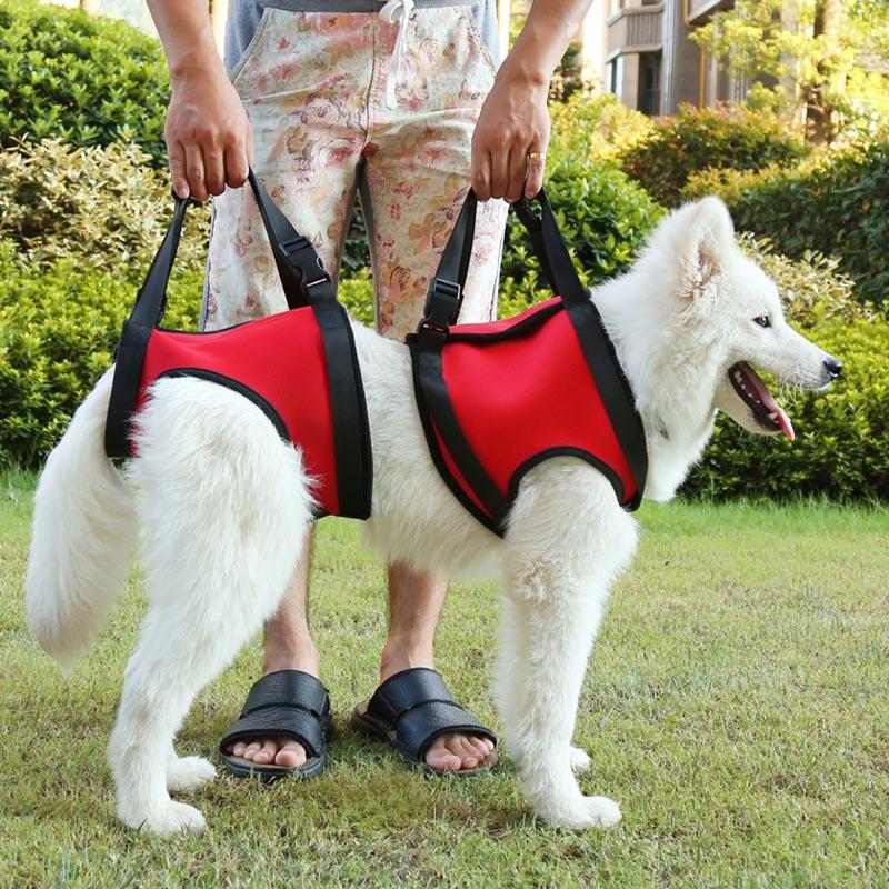 Elderly Dog Mobile Support